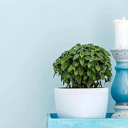 Paradise Design